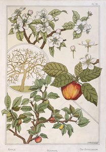 Pommier, fruits et fleurs, de 