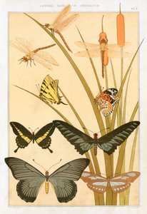 Papillons - Maurice Pillard Verneuil