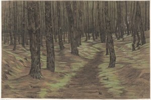 Forêt de pins