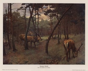 Cerf rouge allemand