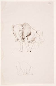 Weg der Befleckung - Éléphant faisant ses besoins. 2 études - Max Klinger