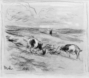 Chèvres broutant dans les dunes
