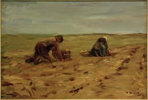 Récolte de pommes de terre dans les dunes