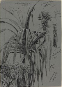 Études de pandanus de Madagascar - Max Seliger