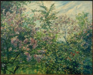 Lilas en fleurs