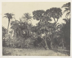 Bois de dattier et de palmier doum, Haute-Égypte - Maxime Du Camp