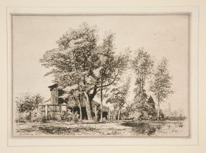 Acacias