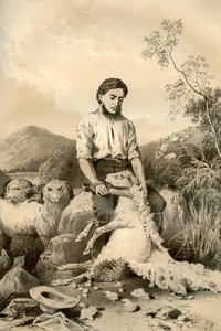 Tonte des moutons, 1879