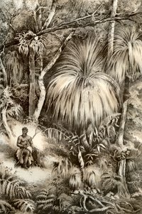 Scène de forêt tasmanienne, 1879
