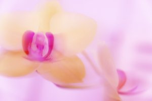 Orchidée rose