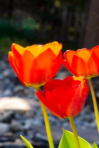 Tulipe brillante