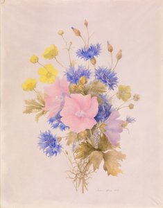 Fleurs des champs