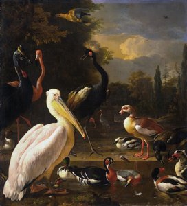 Un pélican et d