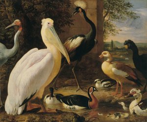 Pélican, grue couronnée, courlis, grue de Sarus et canards dans un paysage fluvial