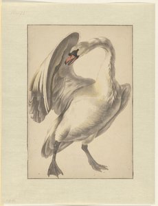 Cygne blanc apprivoisé