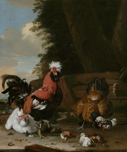 Un coq Bantam avec des poules et des poussins dans une cour de ferme