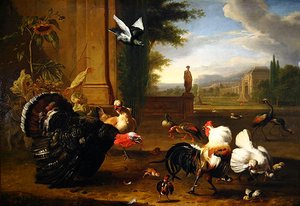 Un dindon, coq et coq et autres volailles exotiques dans un parc