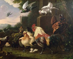 Un coq et d