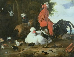 Volaille de basse-cour avec pigeons