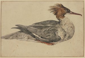 Canard couché avec huppe brune, bec et pattes rouges - Melchior de Hondecoeter