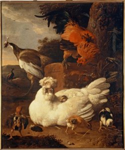 M. de Hondecoeter, Poule avec poussins
