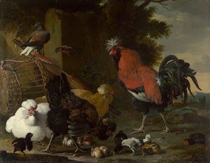 Un coq, les poules et les poussins