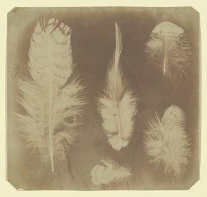 Plumes de poulet, vers 1840 - Mervyn Herbert Nevil Story Maskelyne