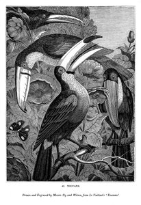 Toucans, vers 1770-1820, 1843