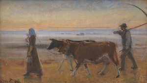 Vaches traversant la lande