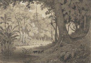Paysage forestier près de Tamana
