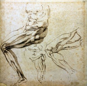 Études de jambes, 1524-1525