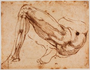 Étude de jambes