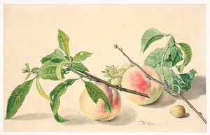 Nature morte avec des pêches et des noisettes