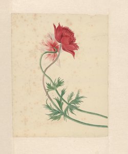 Deux branches avec chacune une fleur - Michiel Van Huysum