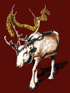 Renne de Noël sur Oxyde Rouge, 2020