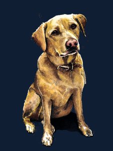 Daisy le labrador sur bleu minuit, 2020