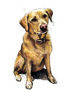 Daisy le labrador sur fond blanc, 2020