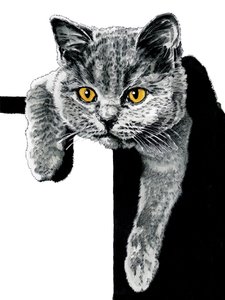 Flora le chaton sur blanc, 2019 - Mike Davis