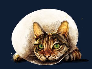 Chat de Rétablissement sur Bleu Minuit, 2020