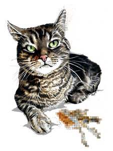 Chat Cadeau sur Blanc, 2020