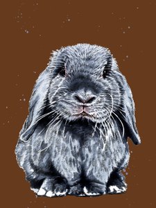 Gris le Lapin sur Orange Brûlé