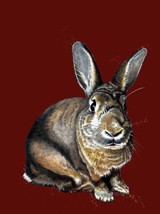 Meg Le Lapin sur Oxyde Rouge, 2020