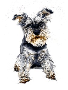 Ollie le Schnauzer sur Blanc
