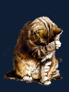 Smallfry Le Chat sur Bleu Minuit, 2020