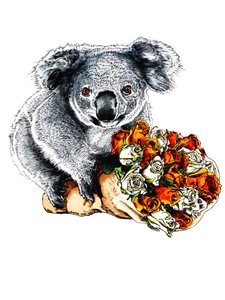 Merci koala sur fond blanc, 2020