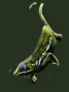 Le Caméléon sur vert forêt, 2020