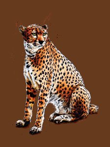 Le Guépard sur orange brûlé, 2020