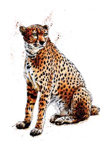 Le Guépard sur blanc, 2020