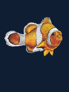 Le Poisson-Clown sur Bleu Nuit
