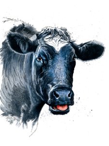 La Vache sur Blanc
